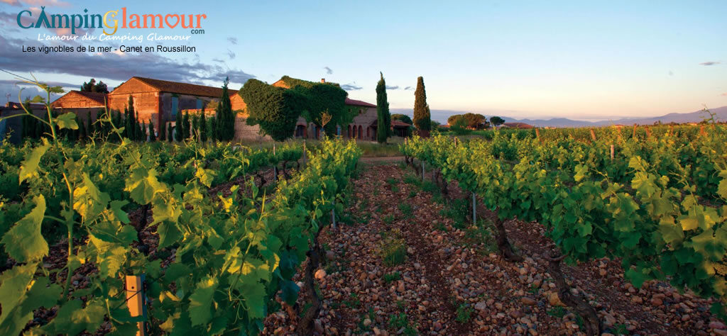 Rangs de vignes verdoyants s'étendant vers la mer Méditerranée, sous le soleil du Roussillon