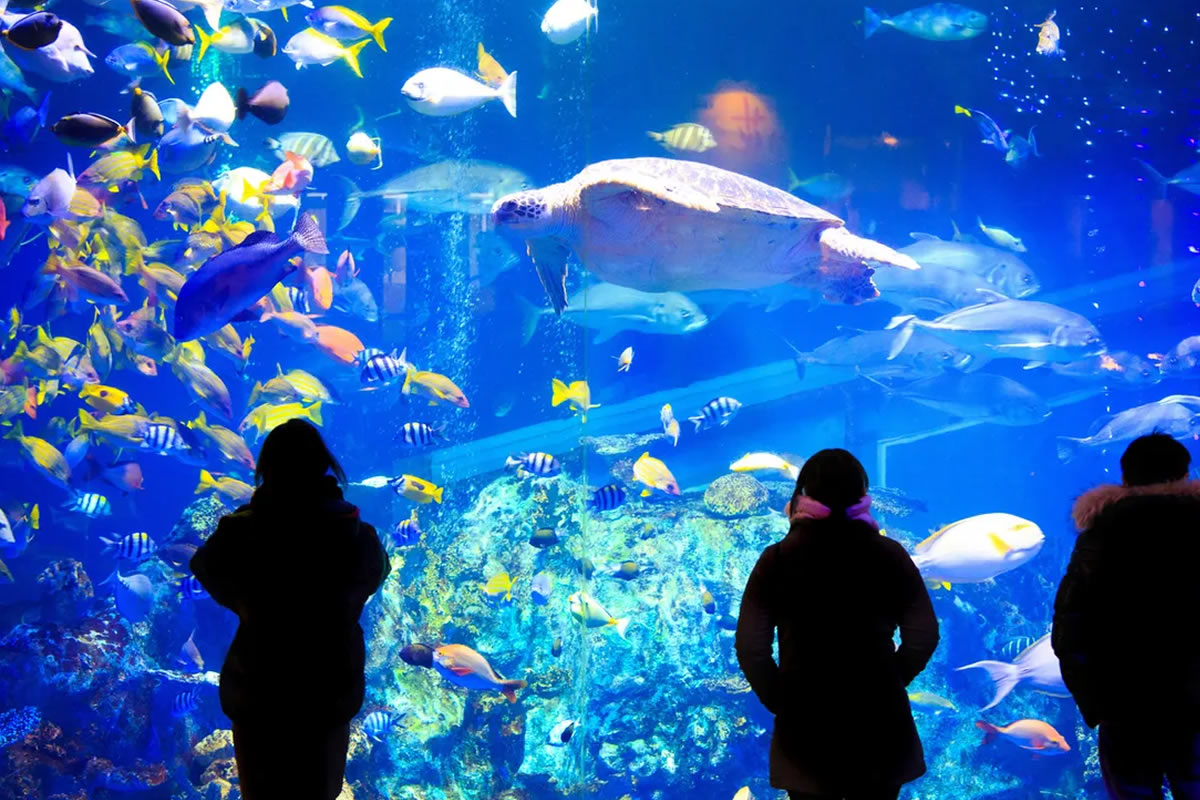 Poissons tropicaux multicolores dans l’aquarium Oniria à Canet-en-Roussillon, sortie idéale en glamping