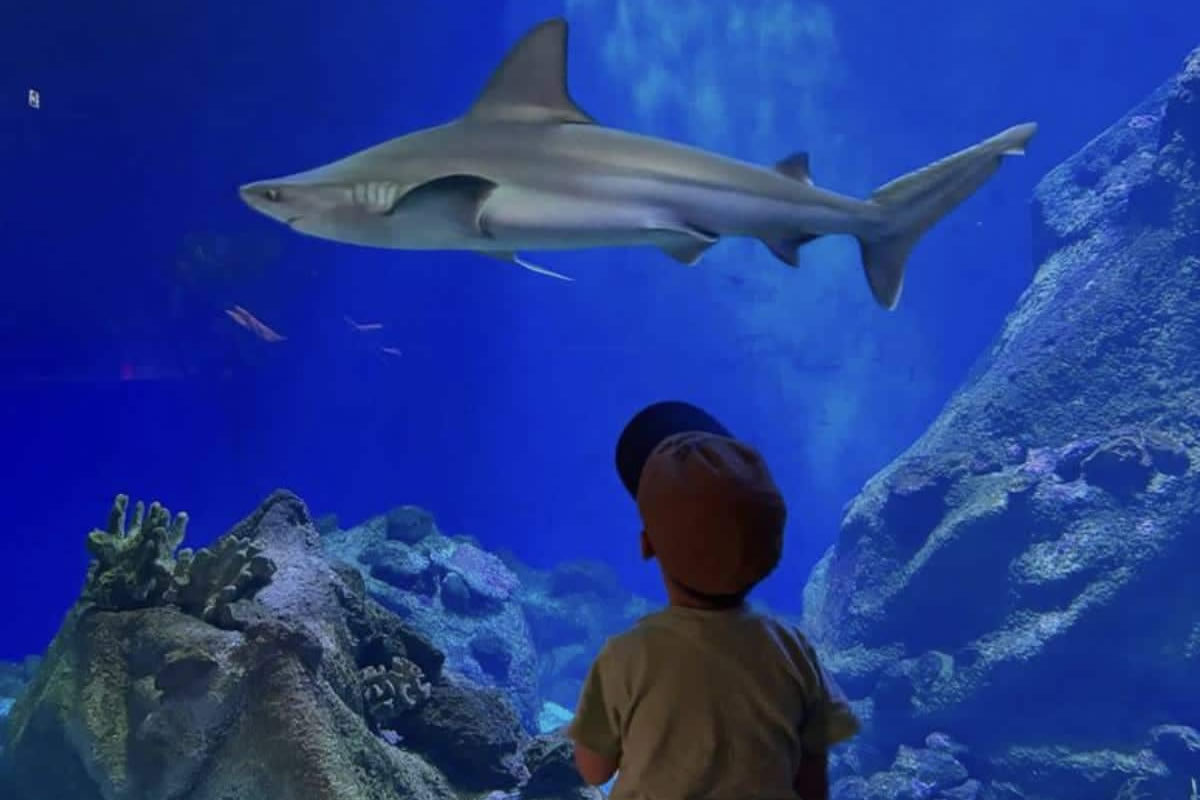 Visiteurs découvrant les bassins de l’aquarium Oniria à Canet-en-Roussillon lors de vacances en camping à la mer