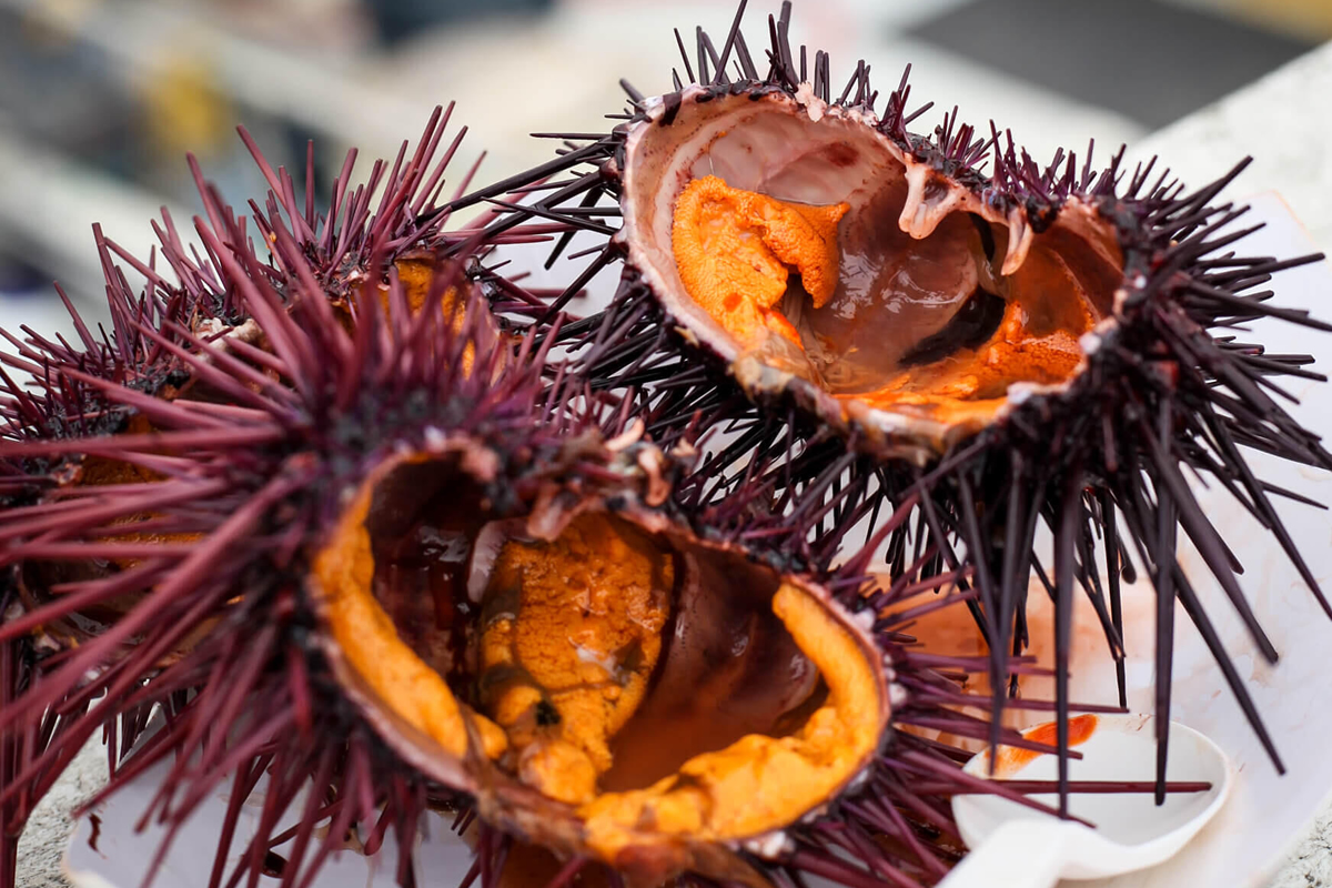 👉 Oursins frais ouverts avec chair orange au port de Canet-en-Roussillon lors des Oursinades