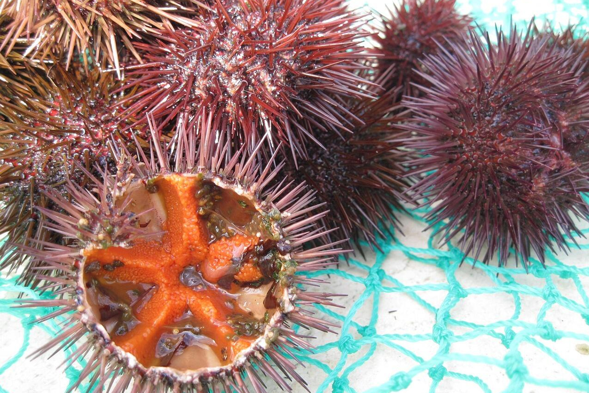 👉 Assiette d’oursins frais servis avec vin blanc lors des Oursinades de Canet-en-Roussillon